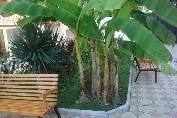Guest House Milana Sukhumi Exterior foto